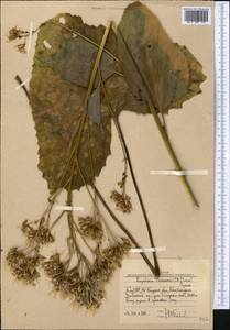 Vickifunkia thomsonii (C. B. Clarke) C. Ren, L. Wang, I. D. Illar. & Q. E. Yang, Middle Asia, Western Tian Shan & Karatau (M3) (Uzbekistan)