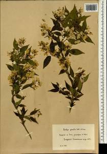 Deutzia gracilis Siebold & Zucc., Botanic gardens and arboreta (GARD) (Russia)