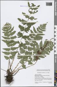 Dryopteris cristata (L.) A. Gray, Eastern Europe, Central forest-and-steppe region (E6) (Russia)
