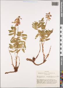 Hedysarum consanguineum DC., Siberia, Altai & Sayany Mountains (S2) (Russia)