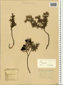 Juniperus oxycedrus L., Crimea (KRYM) (Russia)