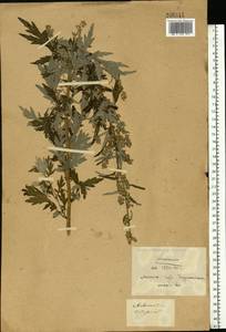 Artemisia vulgaris L., Eastern Europe, Belarus (E3a) (Belarus)