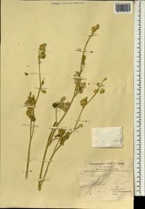 Althaea, South Asia, South Asia (Asia outside ex-Soviet states and Mongolia) (ASIA) (Iran)