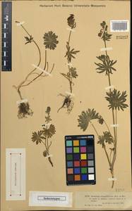 Aconitum rotundifolium Kar. & Kir., Middle Asia, Dzungarian Alatau & Tarbagatai (M5) (Kazakhstan)