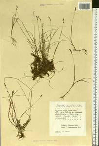 Anthoxanthum arcticum Veldkamp, Siberia, Western Siberia (S1) (Russia)