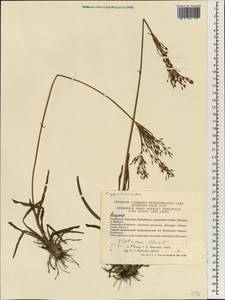 Scirpus, South Asia, South Asia (Asia outside ex-Soviet states and Mongolia) (ASIA) (China)