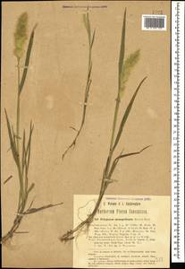 Polypogon monspeliensis (L.) Desf., Caucasus, Azerbaijan (K6) (Azerbaijan)