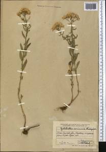 Galatella coriacea Novopokr., Middle Asia, Western Tian Shan & Karatau (M3) (Kazakhstan)