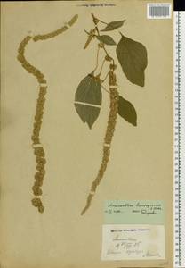 Amaranthus caudatus L., Eastern Europe, Eastern region (E10) (Russia)
