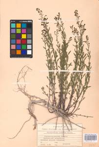 MHA 0 159 579, Scrophularia cretacea Fisch., Eastern Europe, North Ukrainian region (E11) (Ukraine)