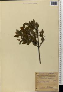 Ligustrum vulgare L., Caucasus, Azerbaijan (K6) (Azerbaijan)