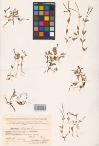 Epilobium anagallidifolium Lam., Eastern Europe, Northern region (E1) (Russia)