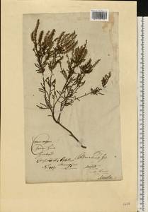 Calluna vulgaris (L.) Hull, Eastern Europe, Lithuania (E2a) (Lithuania)