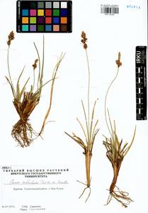 Carex sabulosa Turcz. ex Kunth, Siberia, Baikal & Transbaikal region (S4) (Russia)