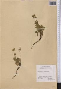 Sibbaldia tridentata (Aiton) Paule & Soják, America (AMER) (Greenland)