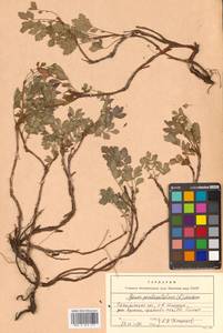 Geum pentapetalum (L.) Makino, Siberia, Russian Far East (S6) (Russia)