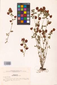 Trifolium aureum Pollich, Eastern Europe, North-Western region (E2) (Russia)