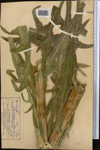 Sonchus palustris L., Middle Asia, Kopet Dag, Badkhyz, Small & Great Balkhan (M1) (Turkmenistan)