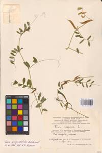 Vicia sativa subsp. nigra (L.)Ehrh., Eastern Europe, Lithuania (E2a) (Lithuania)