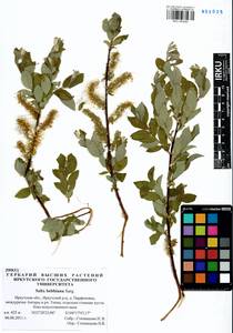 Salix bebbiana Sarg., Siberia, Baikal & Transbaikal region (S4) (Russia)