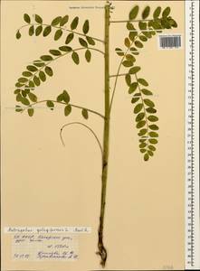 Astragalus galegiformis L., Caucasus, North Ossetia, Ingushetia & Chechnya (K1c) (Russia)
