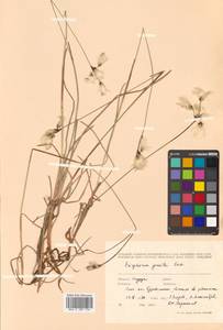 Eriophorum gracile W.D.J.Koch, Siberia, Russian Far East (S6) (Russia)