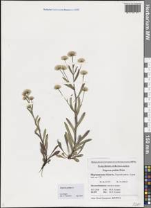 Erigeron politus Fr., Eastern Europe, Northern region (E1) (Russia)