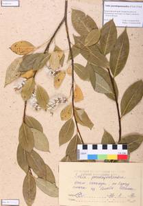 Salix pseudopentandra (Flod.) Flod., Siberia, Altai & Sayany Mountains (S2) (Russia)