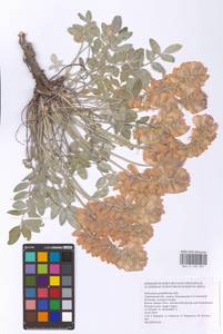 Hedysarum grandiflorum Pall., Eastern Europe, Lower Volga region (E9) (Russia)