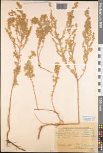 Artemisia austriaca Jacq., Eastern Europe, North Ukrainian region (E11) (Ukraine)