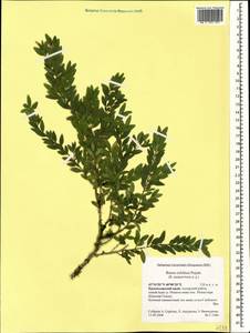 Buxus sempervirens L., Caucasus, Krasnodar Krai & Adygea (K1a) (Russia)
