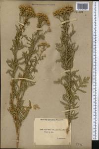 Tanacetum vulgare L., Middle Asia, Northern & Central Kazakhstan (M10) (Kazakhstan)