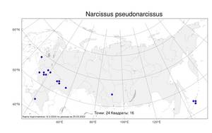 Narcissus pseudonarcissus L., Atlas of the Russian Flora (FLORUS) (Russia)