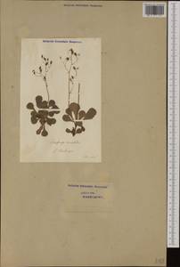 Saxifraga cuneifolia L., Western Europe (EUR) (Switzerland)