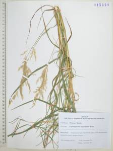 Calamagrostis angustifolia Kom., Siberia, Russian Far East (S6) (Russia)