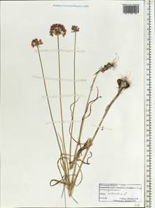 Allium rotundum L., Eastern Europe, Rostov Oblast (E12a) (Russia)