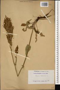 Rumex tuberosus L., Caucasus, Armenia (K5) (Armenia)
