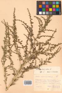 Amaranthus albus L., Siberia, Russian Far East (S6) (Russia)