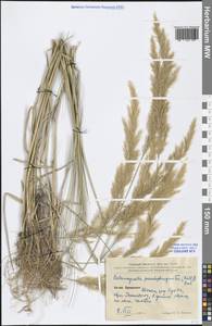 Calamagrostis pseudophragmites (Haller f.) Koeler, South Asia, South Asia (Asia outside ex-Soviet states and Mongolia) (ASIA) (China)