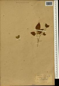 Staphylea bumalda DC., South Asia, South Asia (Asia outside ex-Soviet states and Mongolia) (ASIA) (Japan)