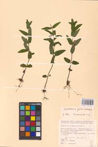 MHA 0 155 441, Scutellaria galericulata L., Eastern Europe, Lower Volga region (E9) (Russia)