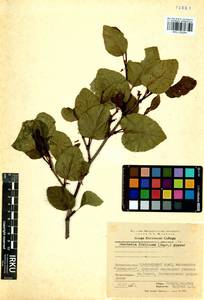 Alnus alnobetula subsp. fruticosa (Rupr.) Raus, Siberia, Central Siberia (S3) (Russia)