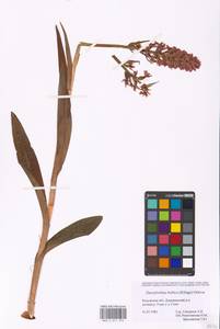 Dactylorhiza majalis subsp. baltica (Klinge) H.Sund., Eastern Europe, Central region (E4) (Russia)