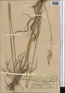 Piptatherum holciforme (M.Bieb.) Roem. & Schult., Middle Asia, Western Tian Shan & Karatau (M3) (Kazakhstan)