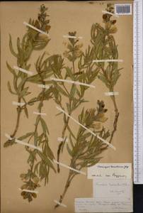 Thermopsis lanceolata R.Br., Middle Asia, Northern & Central Tian Shan (M4) (Kazakhstan)