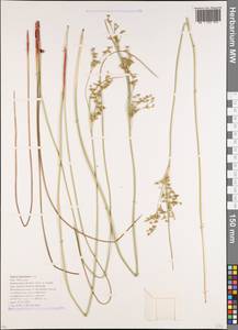 Juncus maritimus Lam., Caucasus, Krasnodar Krai & Adygea (K1a) (Russia)