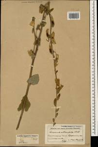 Campanula alliariifolia Willd., Caucasus, Armenia (K5) (Armenia)