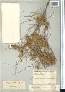 Calligonum rubescens Mattei, Middle Asia, Karakum (M6) (Turkmenistan)