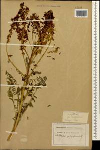 Astragalus galegiformis L., Caucasus, Krasnodar Krai & Adygea (K1a) (Russia)