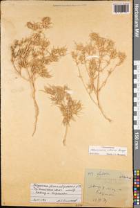 Petrosimonia sibirica (C. A. Mey.) Bunge, Middle Asia, Northern & Central Tian Shan (M4) (Kazakhstan)